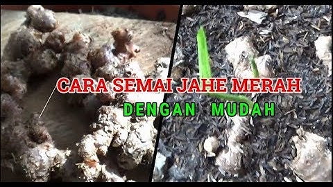 Cara Semai JAHE MERAH dengan Mudah dan Cepat
