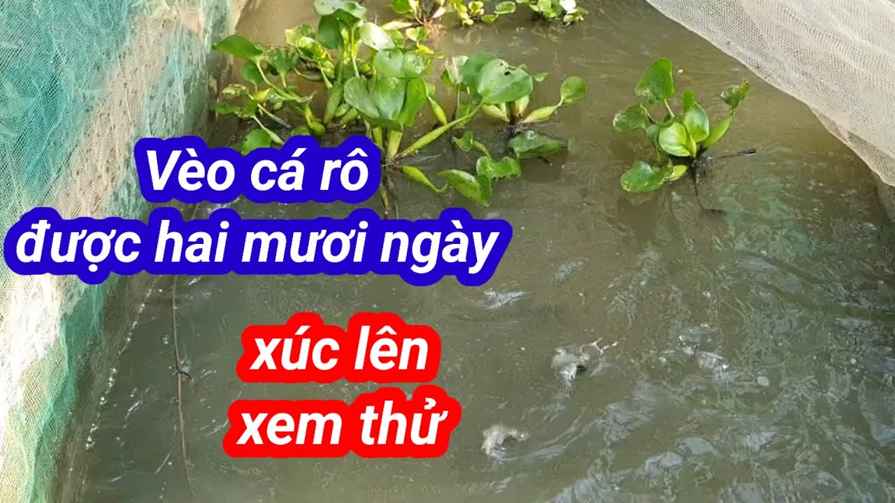 Nuôi cá rô trong vèo lớn nhanh ít tốn công, ít hau tốn tiền của #154#mohinhchannuoithuysan