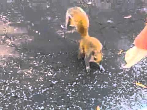 Baby! Cute squirrel loves food!