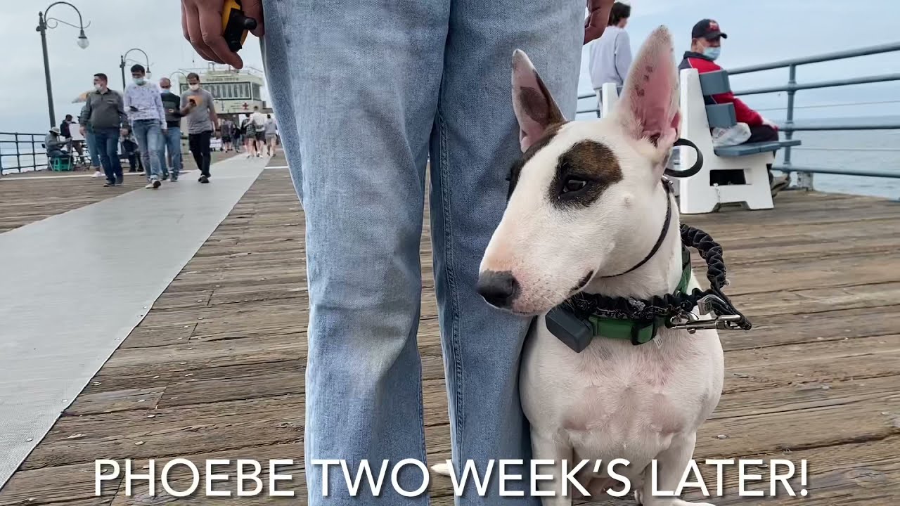 Bull Terrier Training | Phoebe | Santa Ana, CA