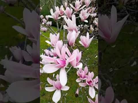 Видео: Evergreen Magnolia Trees - Видове Evergreen Magnolia Trees