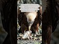 The Incredible Lammergeier Bird That Can Digest Solid Bones Naturally #digestibility #birds