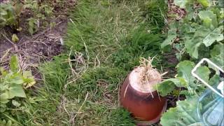 Allotment Update - July 2016 - London UK