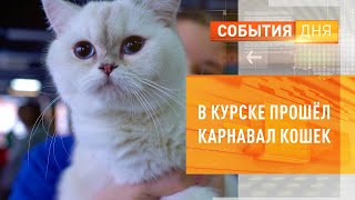 В Курске прошёл карнавал кошек