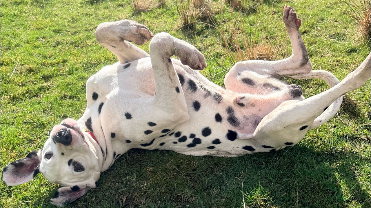 Victoria Stilwell video controversy 