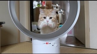 猫がいる家庭で扇風機を使う時の3つの注意点 ねこちゃんホンポ 猫がいる家庭で扇風機を使う時の3つの注意点 ねこちゃんホンポ