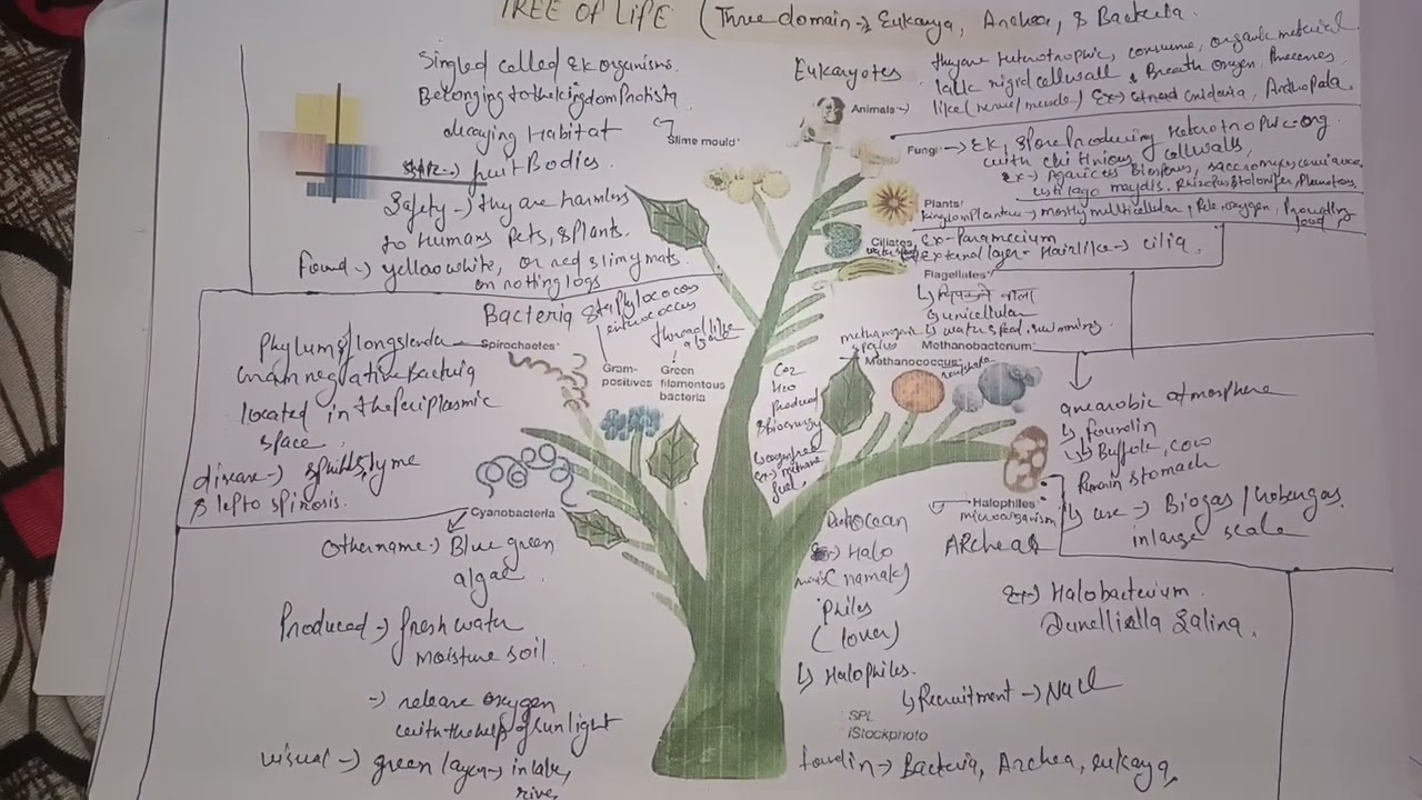 Tree of life in Three domain eukarya archea and bacteria 🦠🧫🧪#biology 