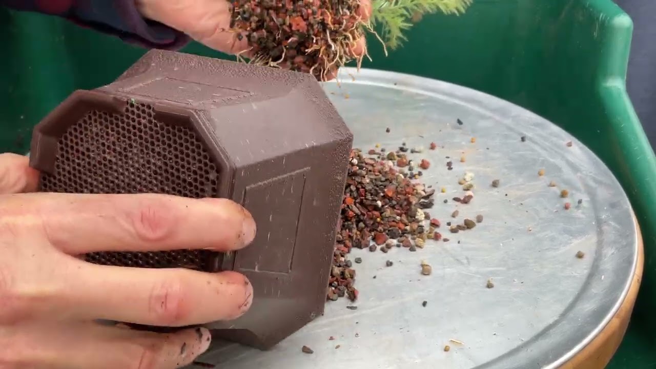 Getting 2 Coastal Redwoods Started. 6-Mar-2026