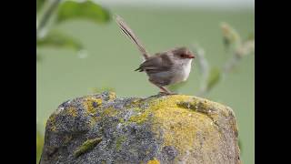 Superb Fairy Wrens 2020