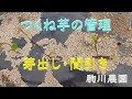 つくね芋の管理　芽出し・間引き　目指せ100品目　邑南町　駒川農園　21.5.25