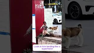 Tactical dog takedown! 😭🐶#shorts #funnybaby #dogfail