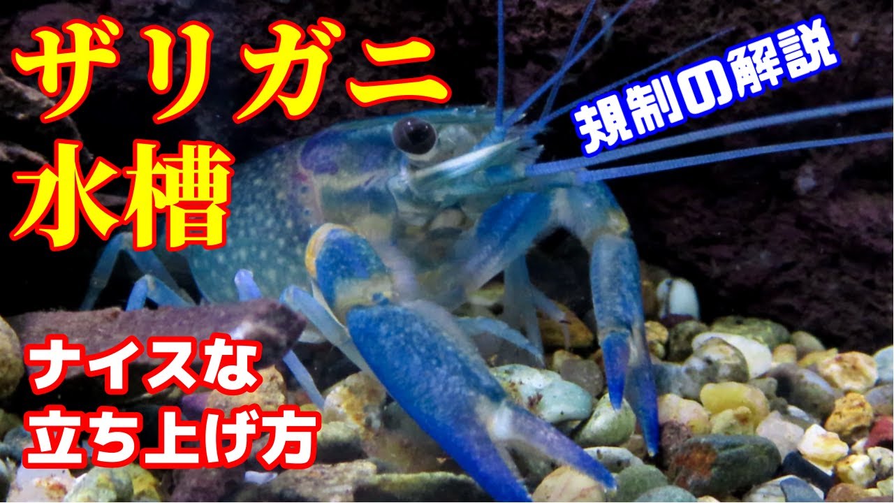 アクアリウム 熱帯魚 アメリカザリガニ 規制対象なのか なるのか解説 親子で楽しむザリガニ飼育 その前にちょっとザリガニ を学習しつつ水槽立上げの様子をご覧ください 青いザリガニ 特定外来生物なのか Youtube