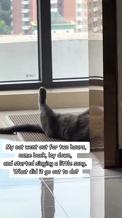 The lazy singing cat.You have to see this !!!