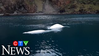 Rescued beluga whales Little Grey and Little White enjoy their new open water sanctuary in Iceland.