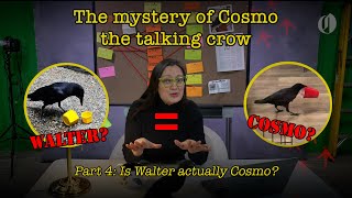 Another habituated crow shows up in southern Oregon, but is it Cosmo? | Pt. 4 by The Oregonian 1,147 views 5 days ago 2 minutes, 45 seconds