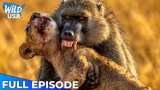 AFRICAN SAVANNAH | A Terrifying Battle For Survival Between Predators | Nature Animal Documentary