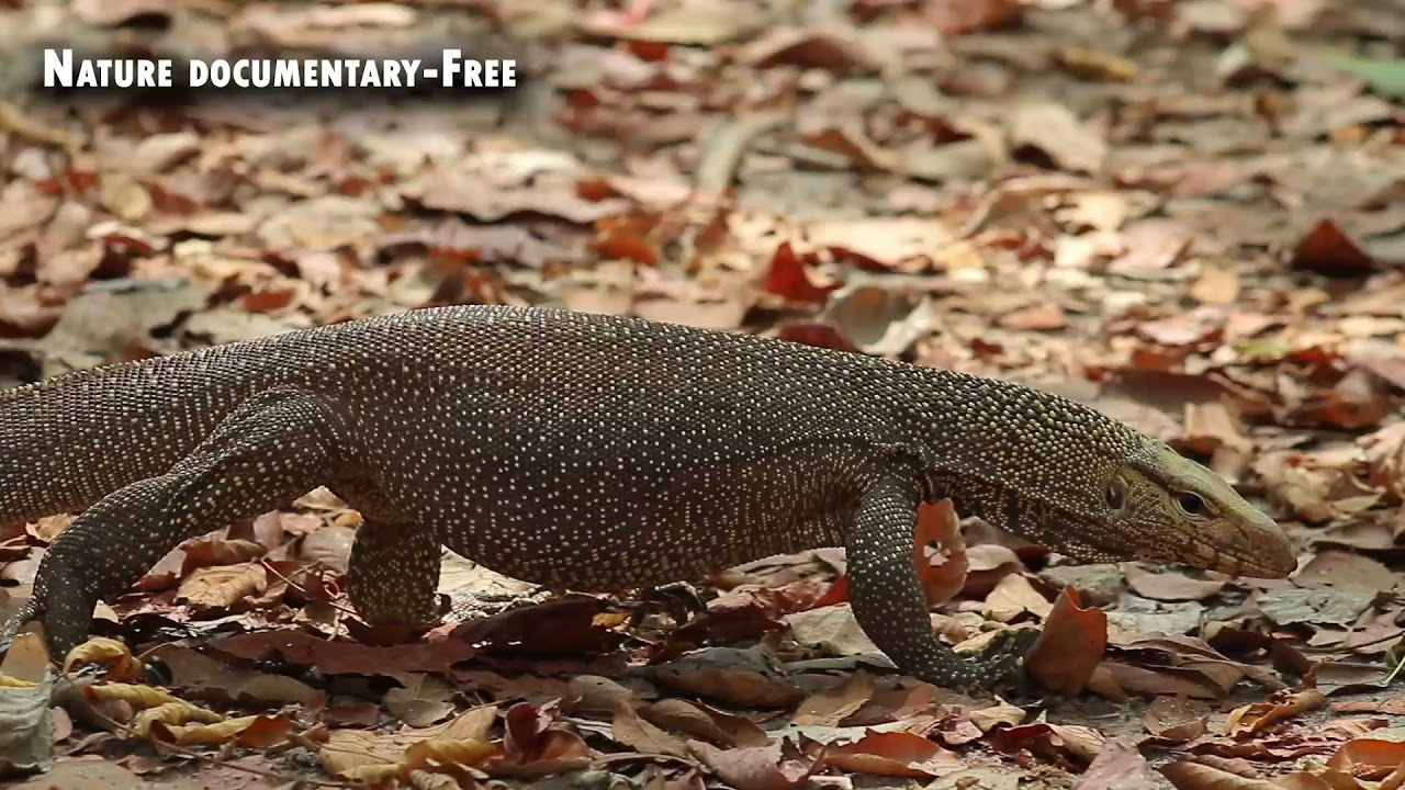 Molitor Lizard | Reptiles | Nature documentary-Free