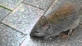 MVI_3735.AVI