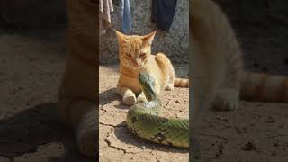A big Snake 🐍 attack on my cat 🐈 #viral  #shorts