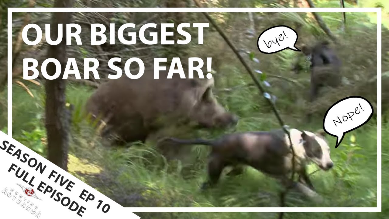 Hunting Aotearoa Series 5 EP10 Biggest Boar we've ever seen! YouTube