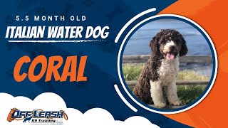 Italian Water Dog | Coral | Dog Training in Monterey, CA