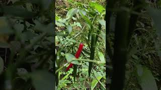 Chilli❤️ #chilli #greenchilli #redchilli #nichuzworld #trend #comedymusic #funny #chooralmala #love