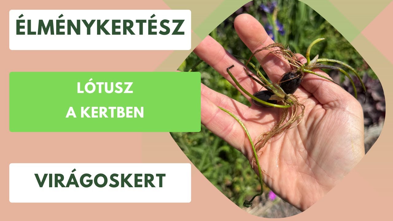 Így ültettem el a lótuszmagokat a kertben!🪷