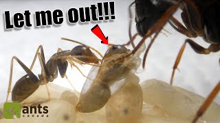 How A New Ant Hatches From Its Cocoon | AMAZING PROCESS