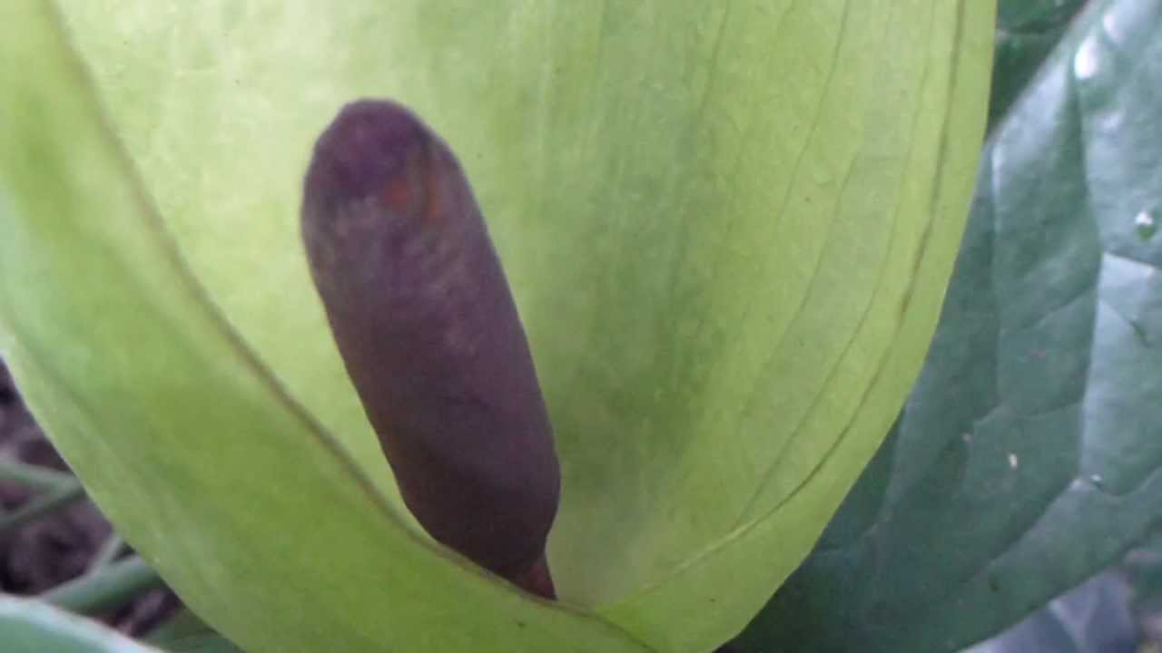 Lords-and-ladies - Arum maculatum - Aronskólfur - Hulsturblaðka  - Aronsstafur - Villijurtir