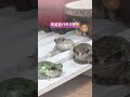生き餌を上手に食べられず、手足をバタバタさせる子ガエルが可愛い😊