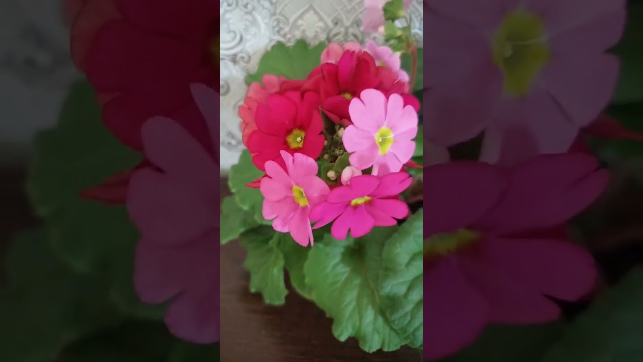 Примула Обконика