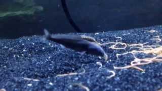 Baby Freshwater Dolphin Fish And Eel Eating Live Worms