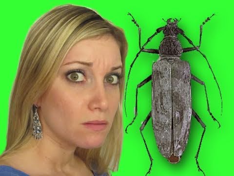 bugging-my-girlfriend---prankvsprank