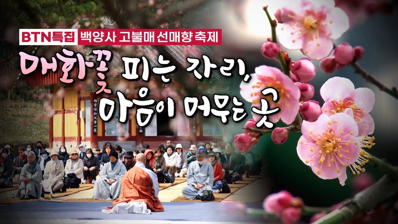 매화꽃 피는 자리, 마음이 머무는 곳 | 백양사 고불매 선매향 축제