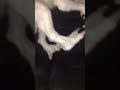 InDominus rex Break his foot￼