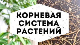 Факторы развития корней цитрусов