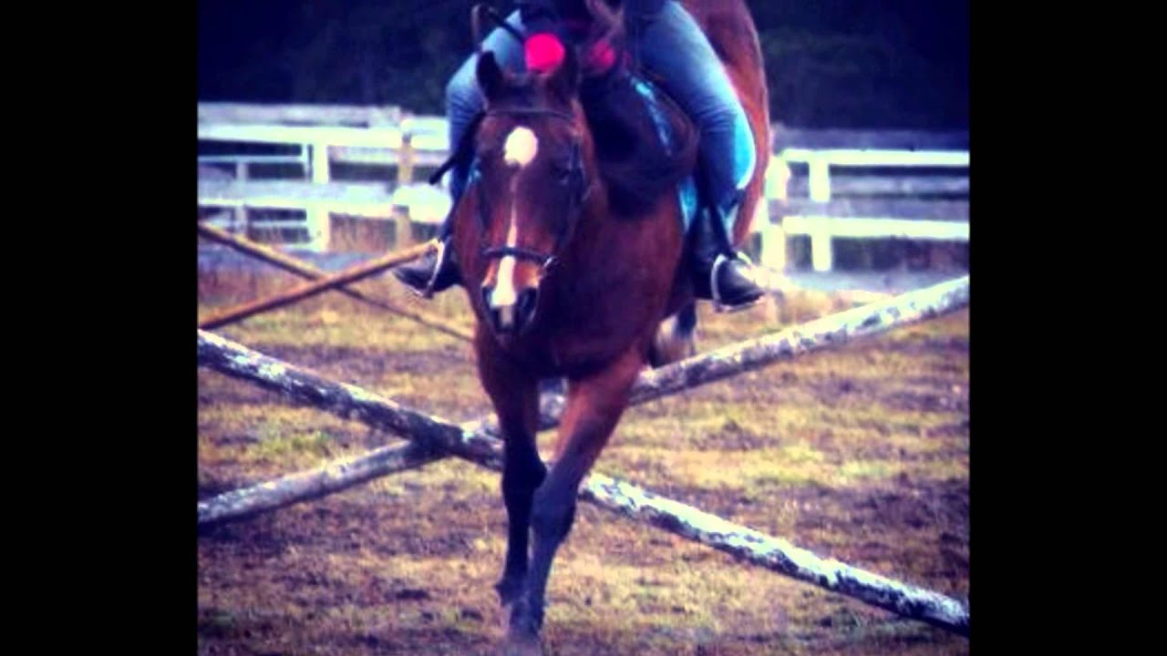 Zoey, my amazing horse. YouTube