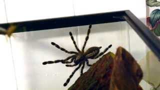 Indian Ornamental (Poecilotheria regalis) feeding with slow motion. by Sam Sheikali 16,823 views 8 years ago 16 seconds