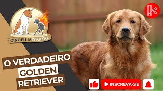Golden Retriever características, adestramentos e cuidados | Cortes Cinofilia Digital by Cinofilia Digital 202 views 5 hours ago 8 minutes, 5 seconds