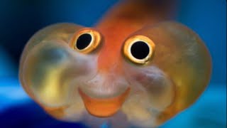 Who thought FISH could be so FUNNY? by Chucklesome Creatures 2,119 views 1 year ago 3 minutes, 29 seconds