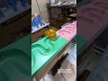 Marble Run and Cat Paws ☆ ASMR Video for Soothing and Laughter. Vol. 104