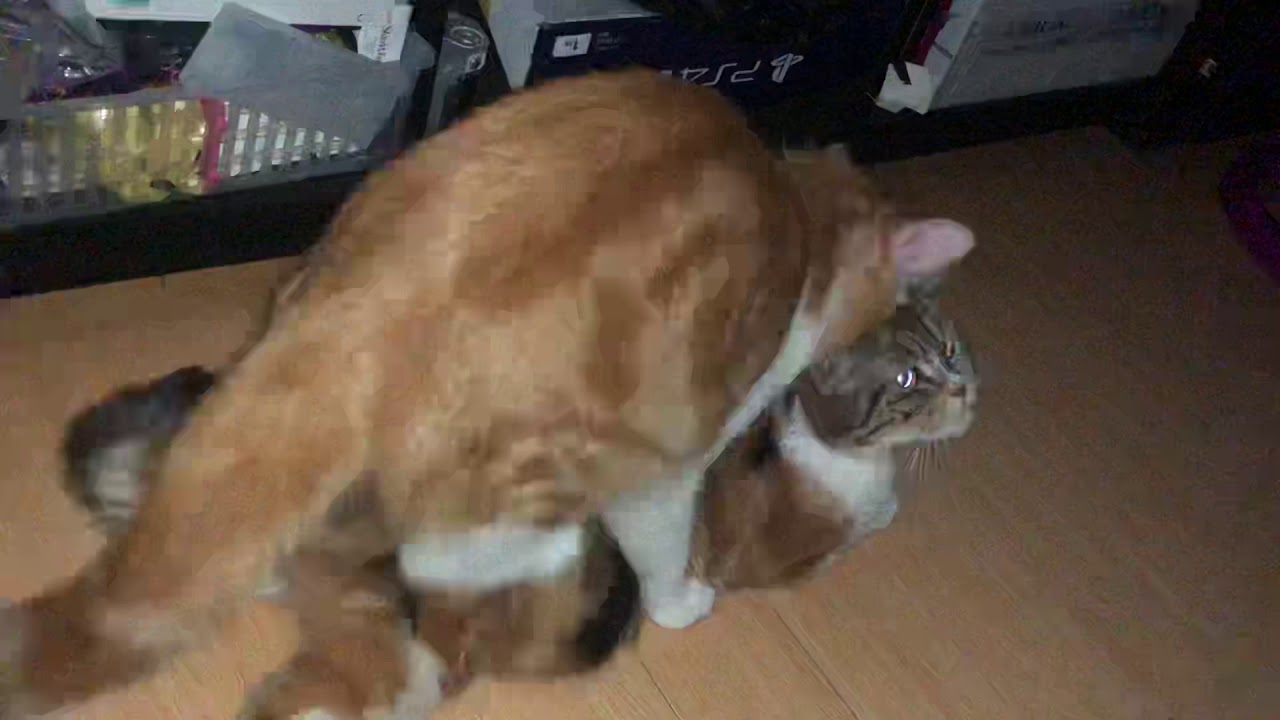 Mommy Cat Is In Heat, Mating With Her Own Son
