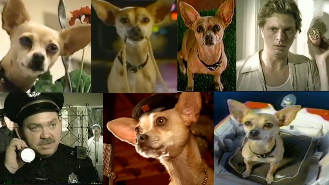 Taco Bell Chihuahua Commercials Compilation All Taco Bell Dog Ads Review