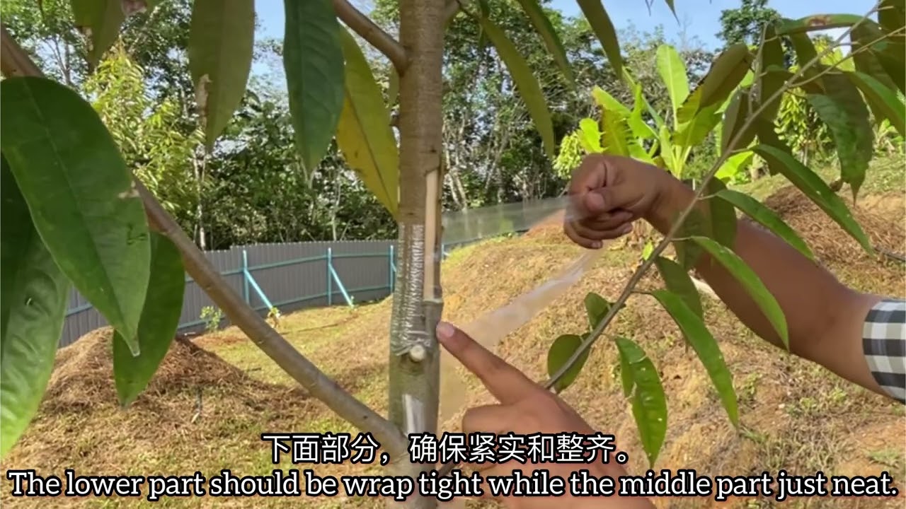TEKNOLOGI CANTUMAN DURIAN DI LADANG 榴莲嫁接技术Grafting Technology in Field