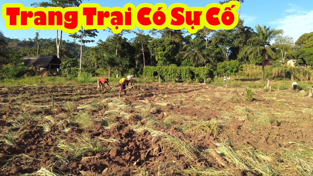 quyết định phá lúa nương để trồng nông sản || Tony phong cuộc sống Châu Phi