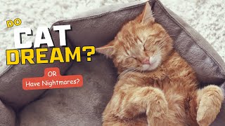 Inside the Dream World of Cats: Do CATS Dream or Have Nightmares?