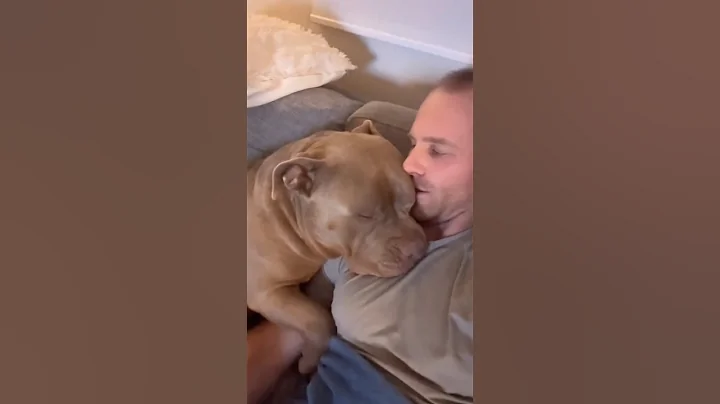 This Dog is a Big Gentle American Bully 🥺