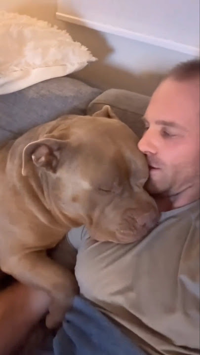 This Dog is a Big Gentle American Bully 🥺