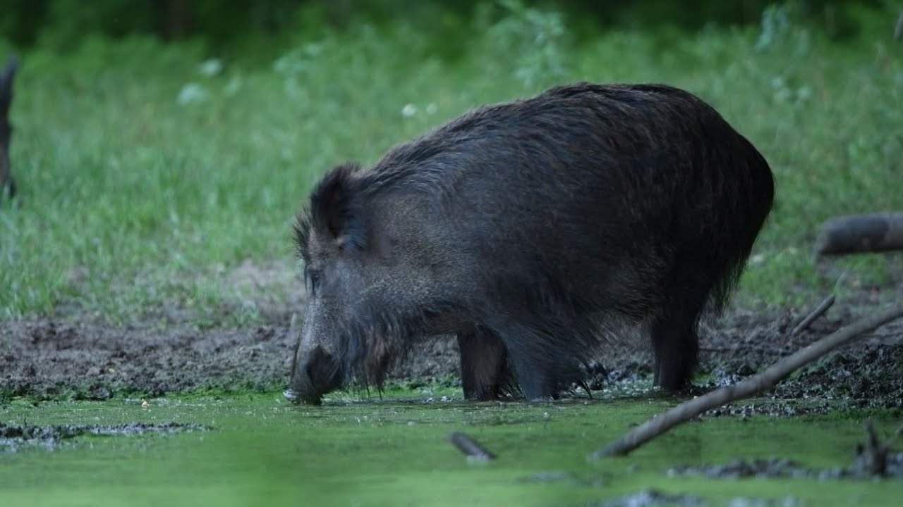 M5 TV – Erdei utakon – Reviczky Gáborral – 2024/29. adás – 2024.07.21.