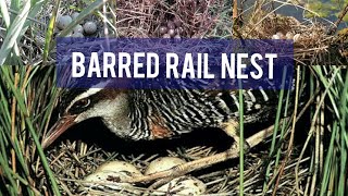 Barred Railtikling Nest